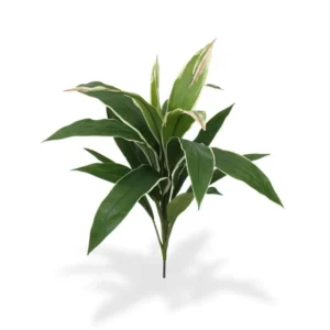 Dracena Zielono - Biała na Piku 60 cm