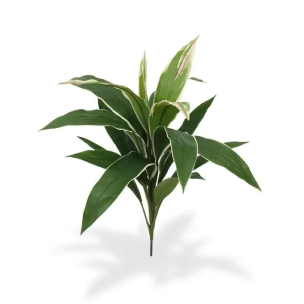 Dracena Zielono - Biała na Piku 60 cm