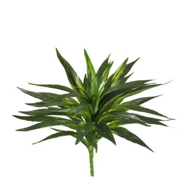 Dracena na Piku 30 cm