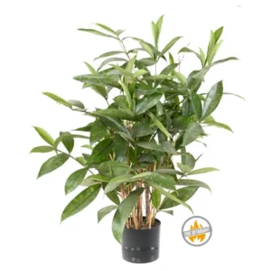 Dracena Surculosa 60 cm - Produkt Trudnopalny FR