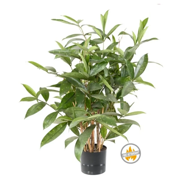Dracena Surculosa 60 cm - Produkt Trudnopalny FR