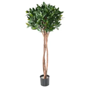 Drzewo-Laurowe-–-Kula-na-Pniu-UV-130-cm.webp Drzewo Laurowe - Kula na Pniu UV 130 cm