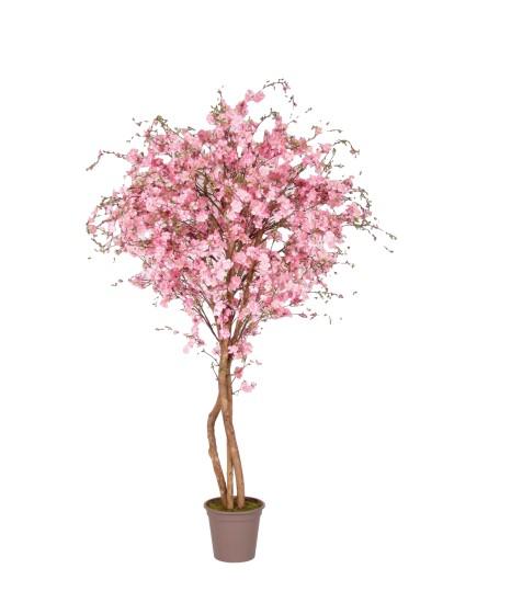 Wiśnia Różowa 175 cm