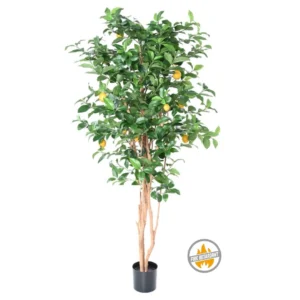 Drzewo Cytrynowe 180 cm - Produkt Trudnopalny FR