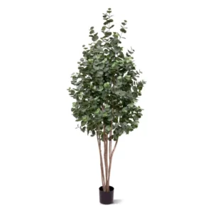 Eukaliptus 205 cm
