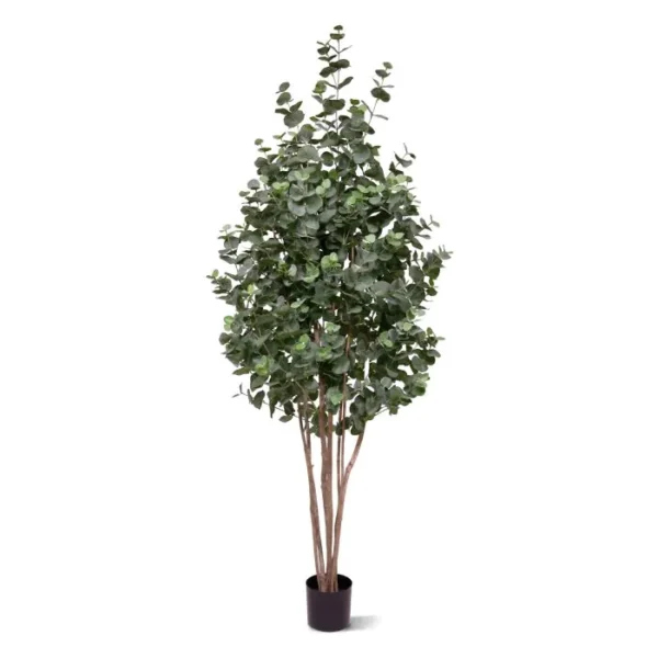 Eukaliptus 205 cm
