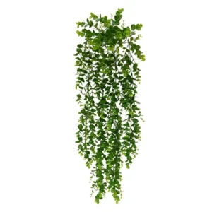 Eukaliptus-70-cm.webp Bluszcz Eukaliptus 70 cm
