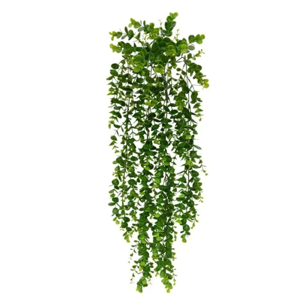 Bluszcz Eukaliptus 70 cm