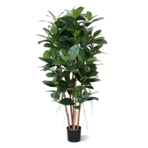 Fikus Elastica 155 cm