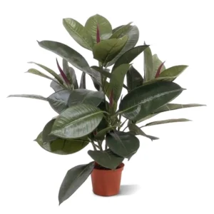 Fikus Elastica 50 cm