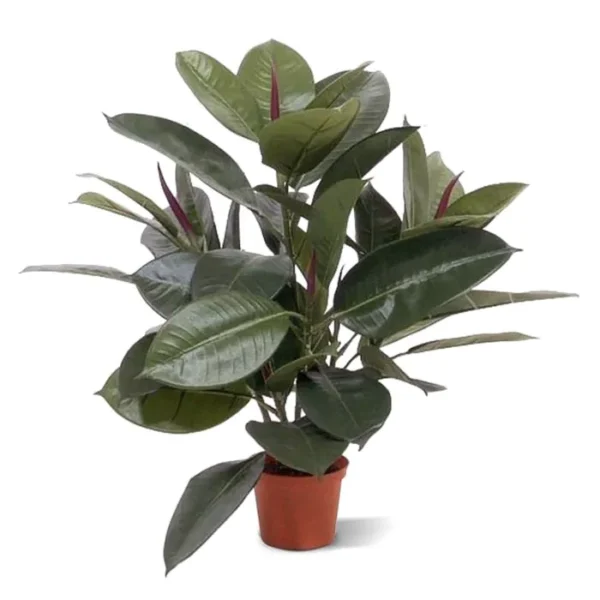Fikus Elastica 50 cm