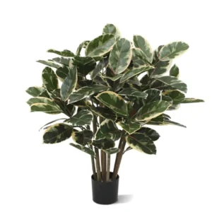 Fikus Elastica Robusta 100 cm