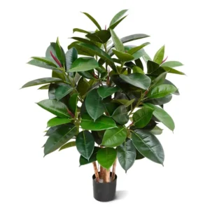 Fikus Elastica Robusta 90 cm