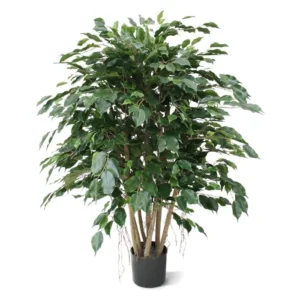 Fikus Exotica 110 cm