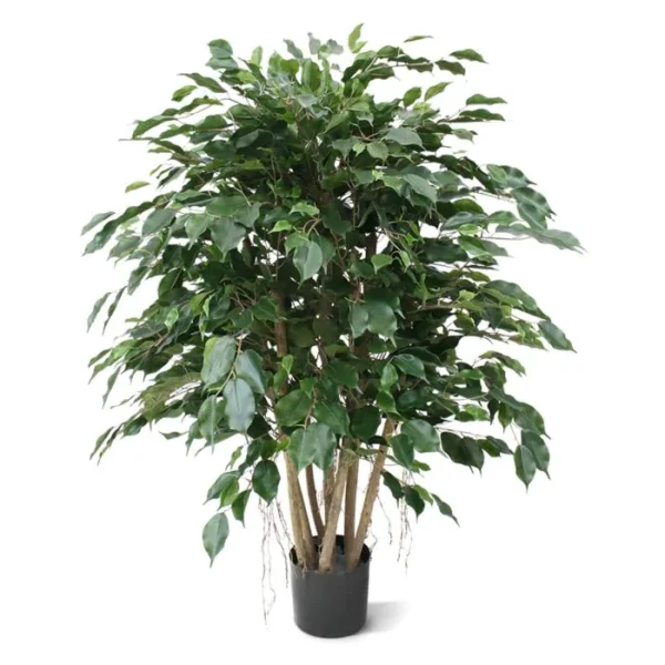 Fikus Exotica 110 cm