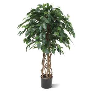 Fikus Exotica Kula 125 cm