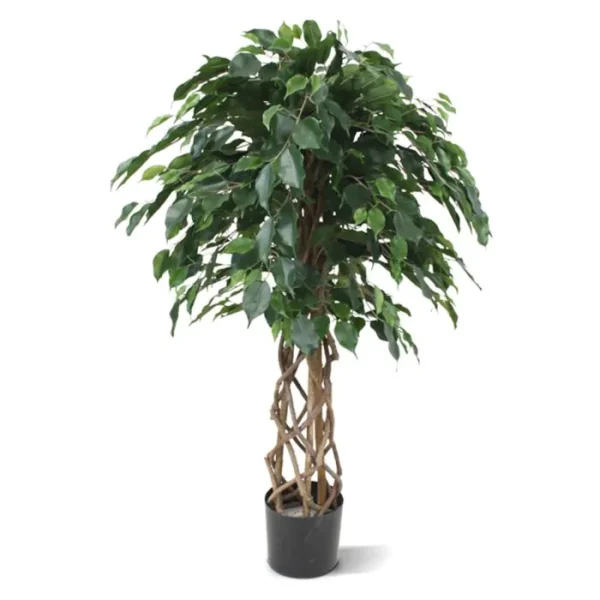 Fikus Exotica Kula 125 cm