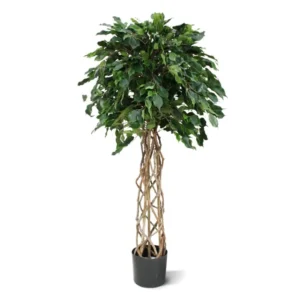 Fikus Exotica Kula 150 cm