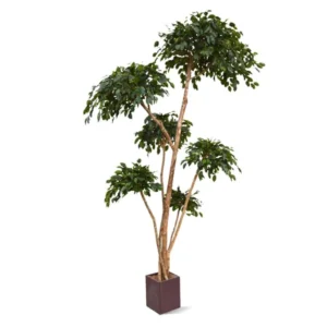 Fikus Exotica Layer 300 cm