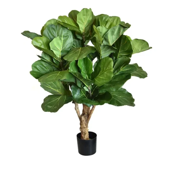 Fikus Lyrata Luksusowy 110 cm