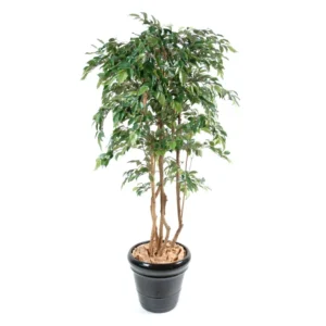 Fikus Natasja 150 cm