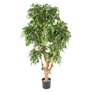 Fikus Natasja 170 cm