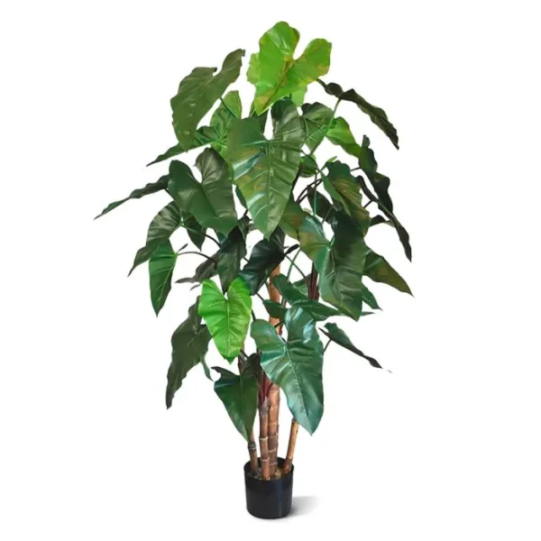 Filodendron Luksusowy 170 cm