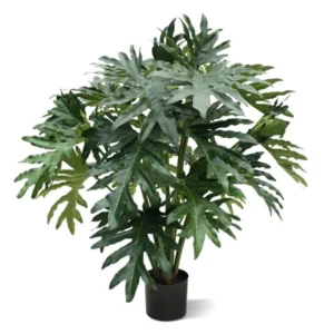 Filodendron Selloum 100 cm