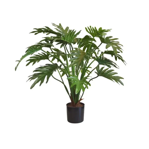 Filodendron Xanadu 65 cm