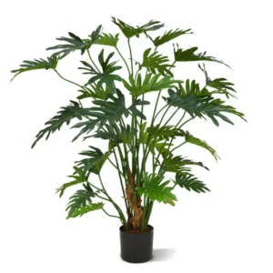 Filodendron-Xanadu-80-cm.webp Filodendron Xanadu 80 cm
