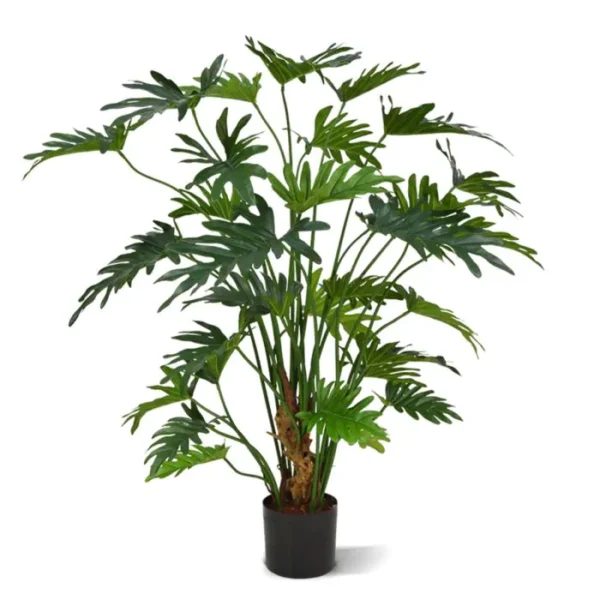 Filodendron Xanadu 80 cm