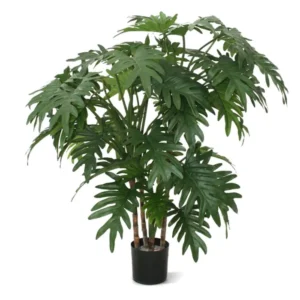 Filodendron Xanadu 95 cm