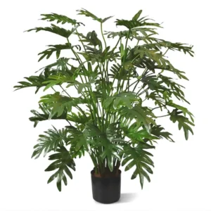 Filodendron Xanadu Luksusowy 110 cm