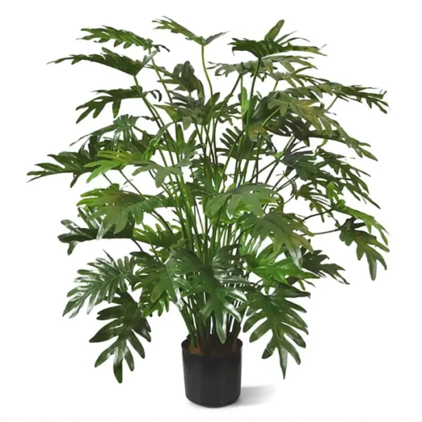Filodendron Xanadu Luksusowy 110 cm