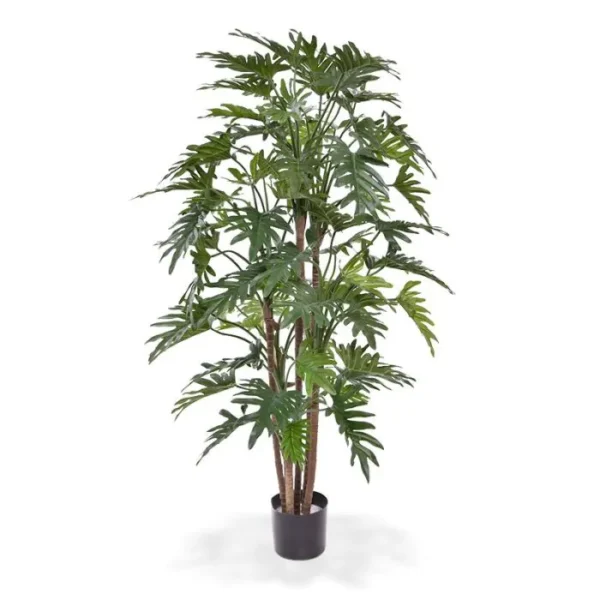 Filodendron Xanadu Luksusowy 140 cm