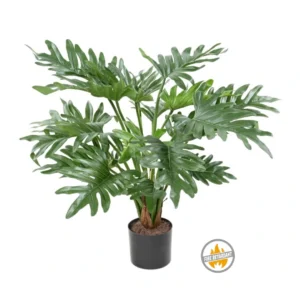 Filodendron Selloum 50 cm - Produkt Trudnopalny FR