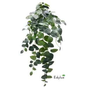 Fitonia-Wiszaca-85-cm-EX1035.webp Fitonia Wisząca 85 cm