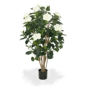 Hibiskus Luksusowy Kremowy 100 cm