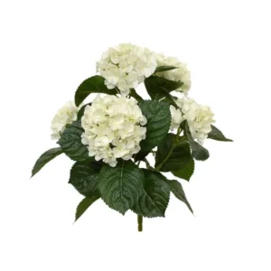 Hortensja-Kremowa-na-Piku-40-cm.webp Hortensja Kremowa na Piku 40 cm