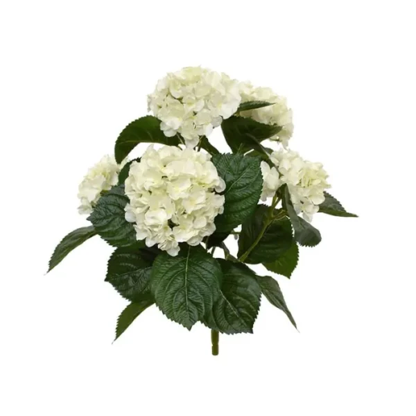 Hortensja Kremowa na Piku 40 cm