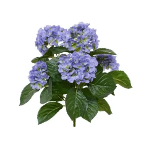 Hortensja-Niebieska-na-Piku-40-cm.webp Hortensja Niebieska na Piku 40 cm