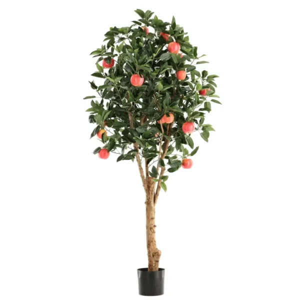 Jabłoń Luksusowa 200 cm