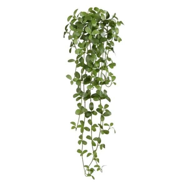 Bluszcz Jaśmin 90 cm