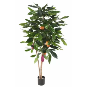 Kakaowiec 210 cm