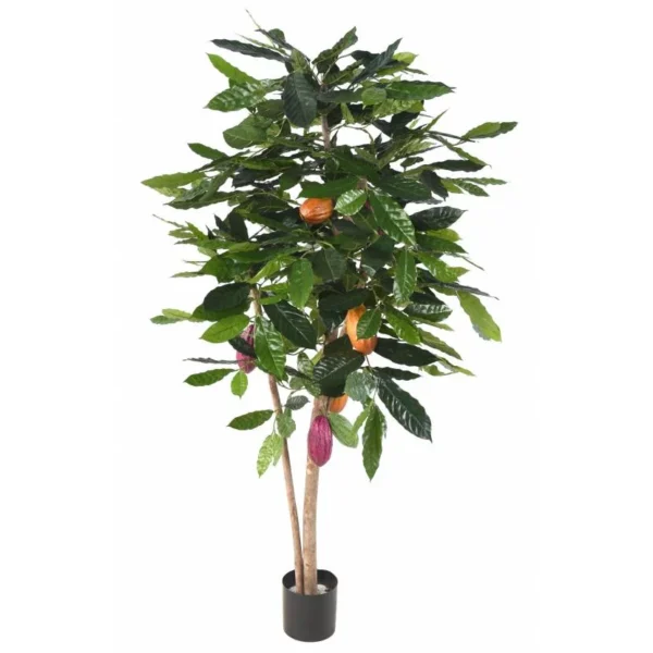 Kakaowiec 210 cm