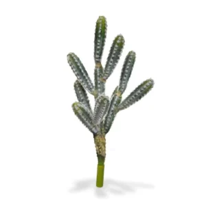 Kaktus-Tetragonus-na-Piku-45-cm.webp Kaktus Tetragonus na Piku 45 cm