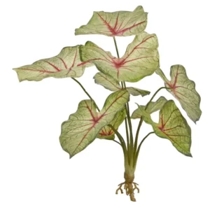 Kaladium-White-King-na-Piku-40-cm.webp Kaladium White King na Piku 40 cm