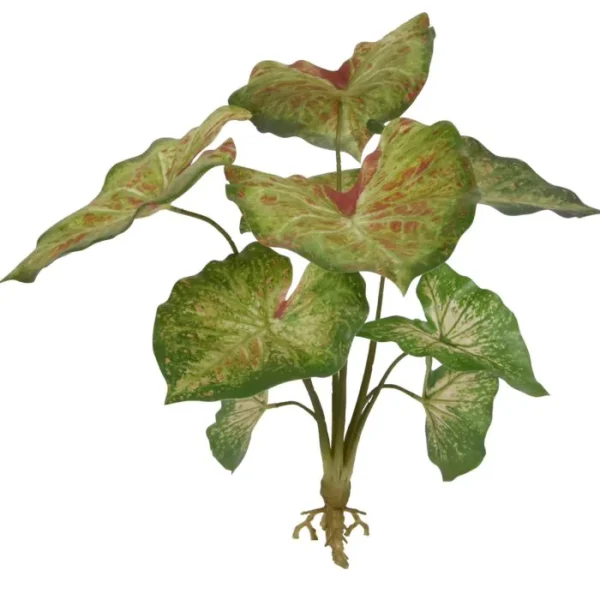 Kaladium na Piku 40 cm