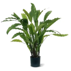 Kalatea 80 cm