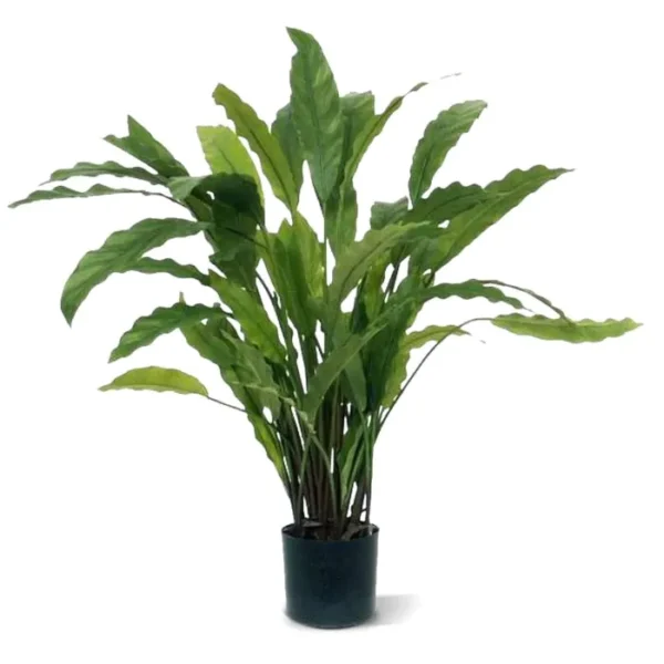 Kalatea 80 cm
